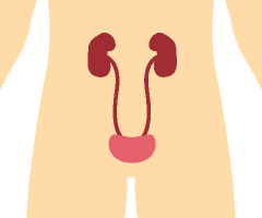 腎・膀胱・尿管・副腎