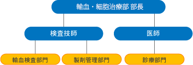 輸血・細胞治療部組織図